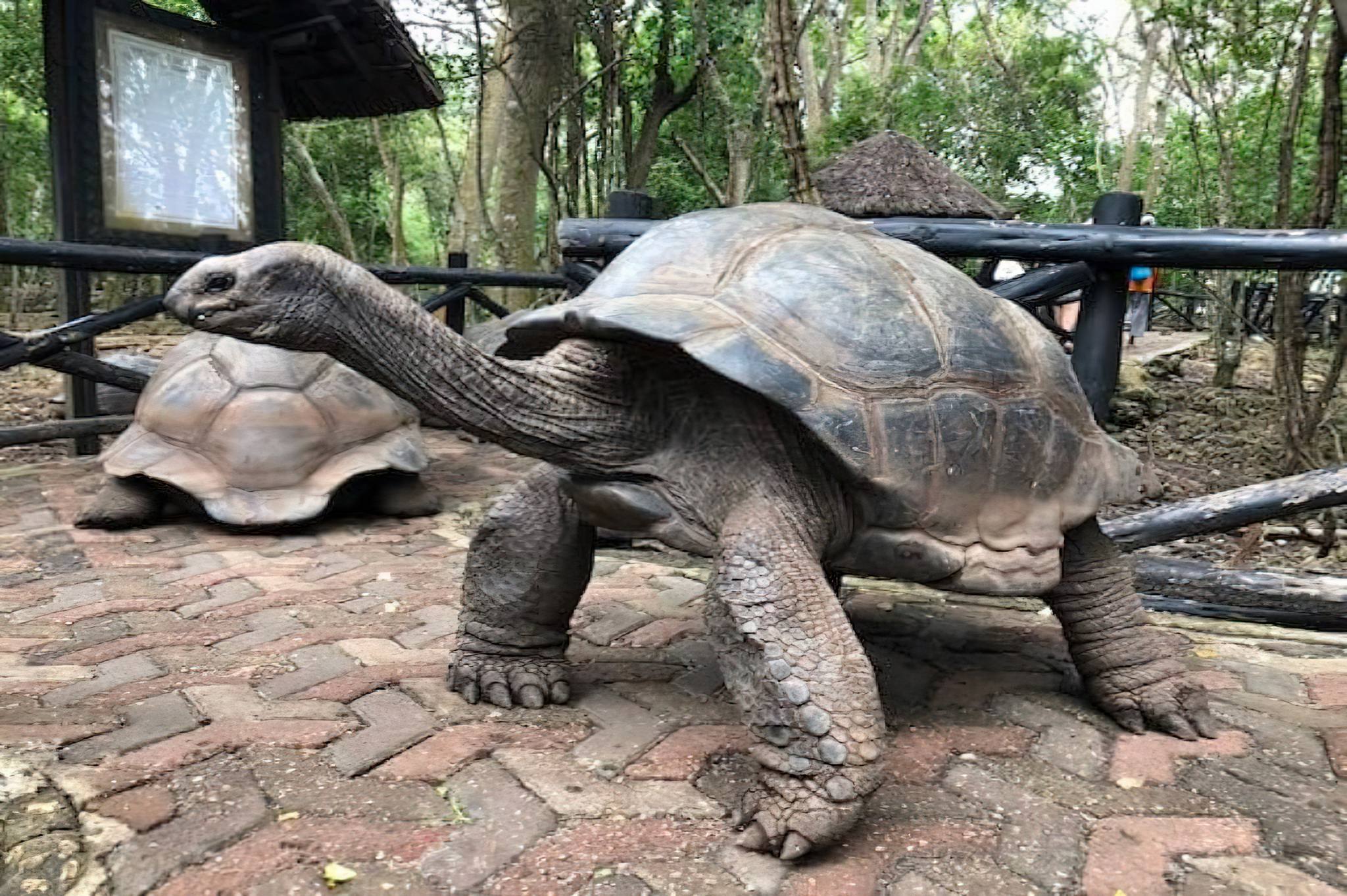 Zanzibar_Prison_Island_Aldabra_Giant_Tortoise_01 (1)