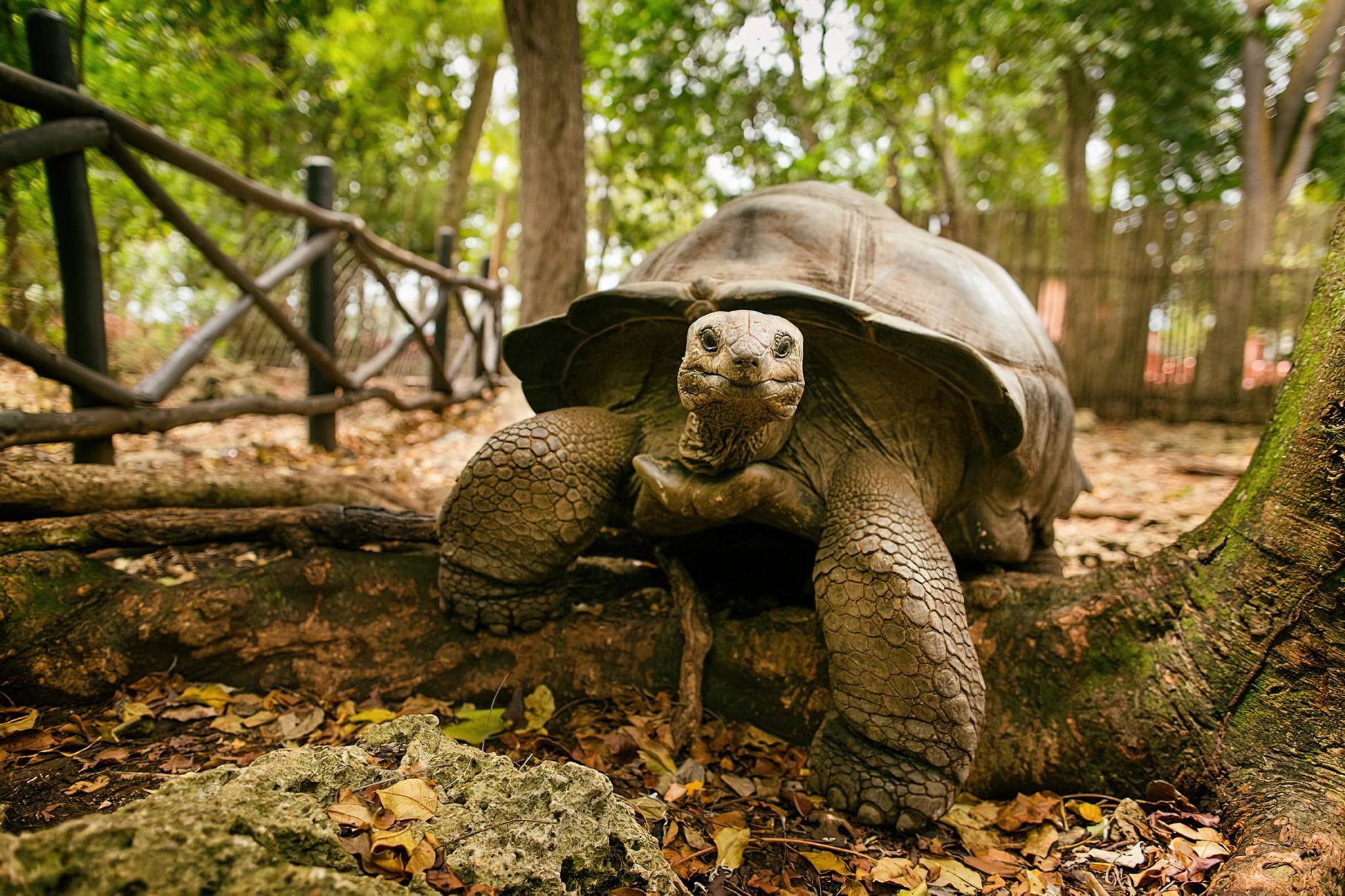 Zanzibar_Prison_Island_Aldabra_Giant_Tortoise_02